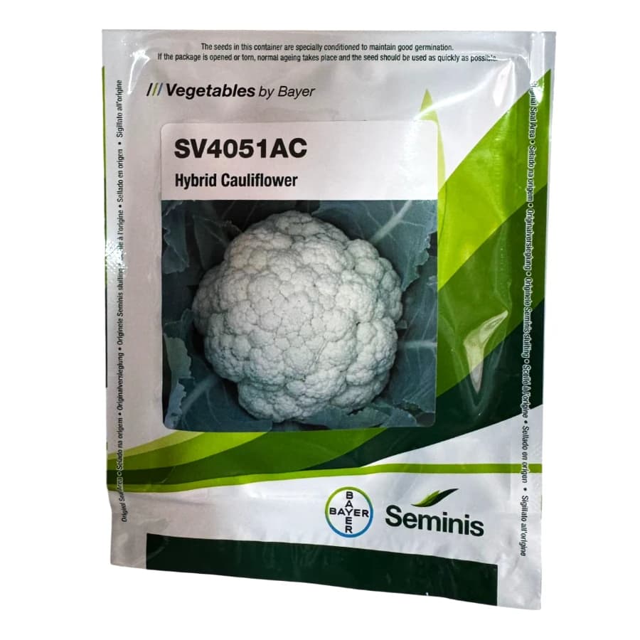 Seminis SV4051AC Hybrid Cauliflower Seeds, Compact Curd, Early Maturity And High Yield